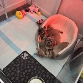 French Bulldog - Both