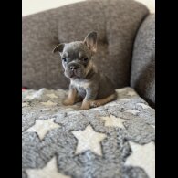 French Bulldog - Both