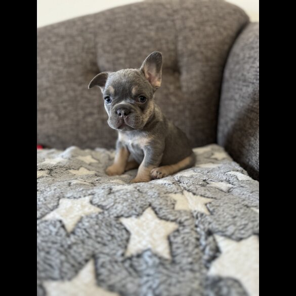 French Bulldog - Both