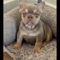 French Bulldog - Both