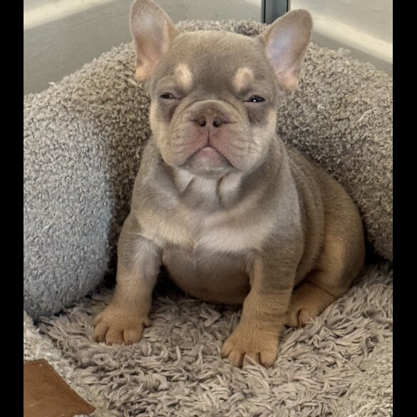 French Bulldog - Both