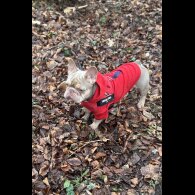 French Bulldog - Both