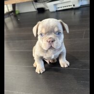 French Bulldog - Both