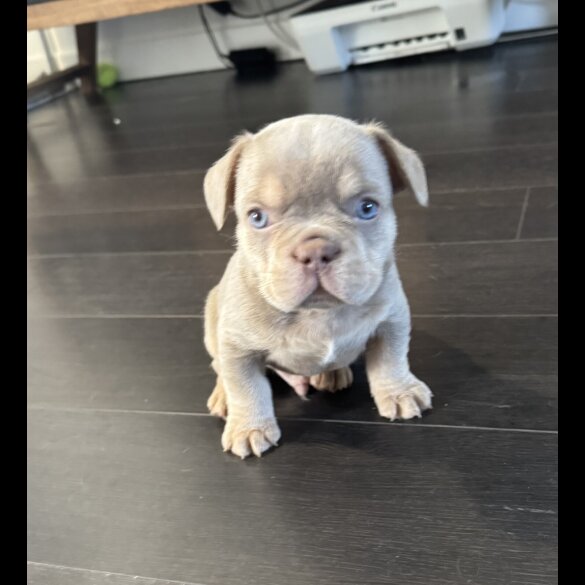 French Bulldog - Both