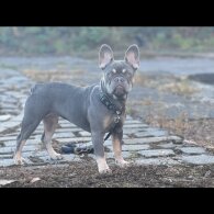 French Bulldog - Both