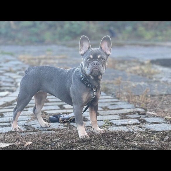 French Bulldog - Both