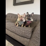 French Bulldog - Both