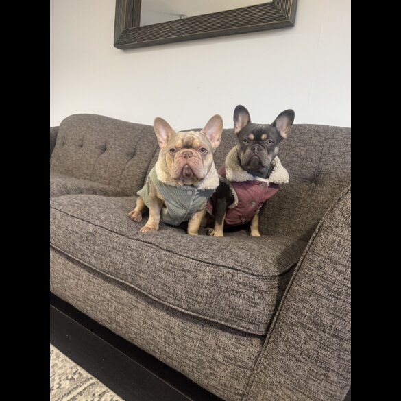 French Bulldog - Both