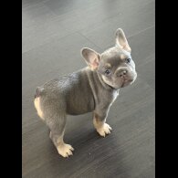 French Bulldog - Both