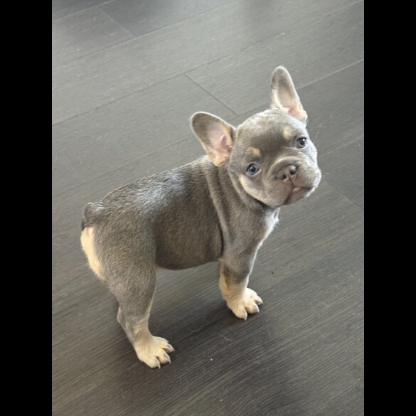 French Bulldog - Both