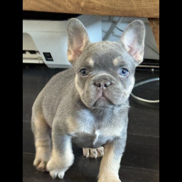 French Bulldog - Both