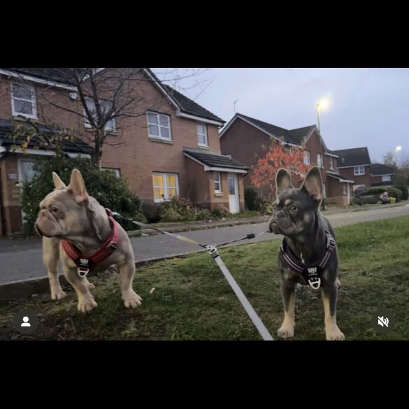 French Bulldog - Both
