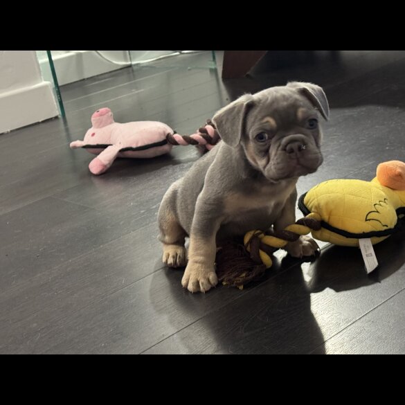 French Bulldog - Both
