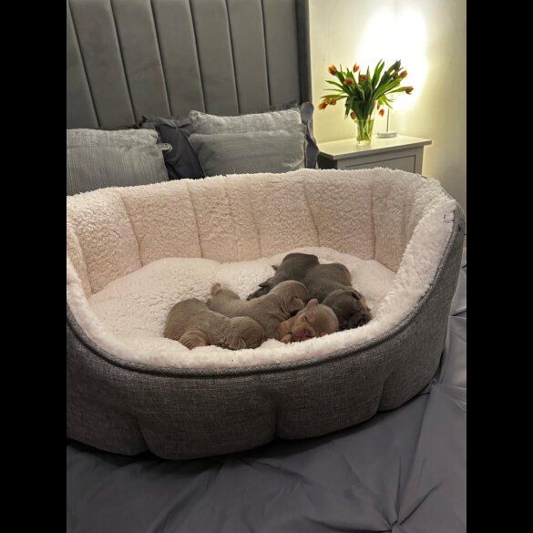 French Bulldog - Both