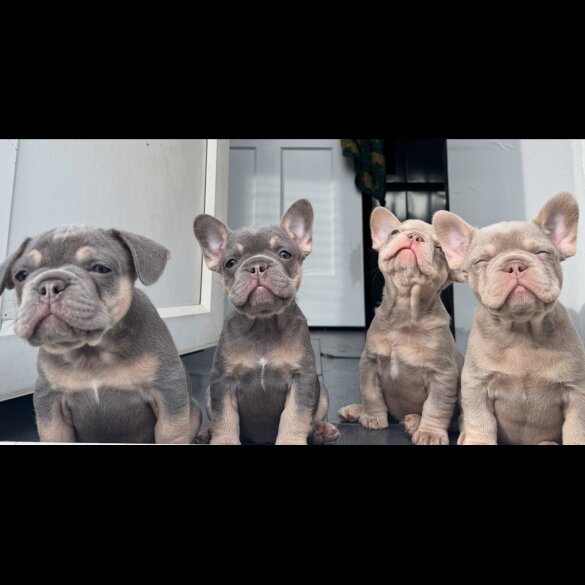 French Bulldog - Both