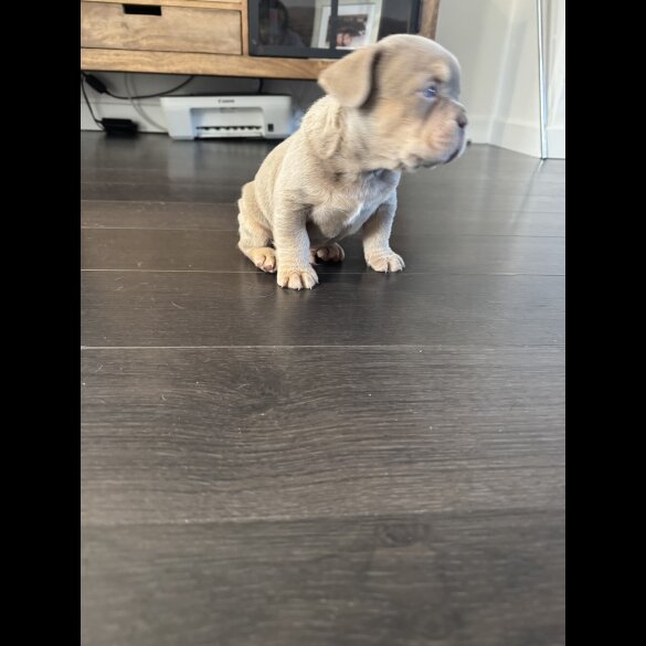 French Bulldog - Both