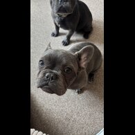 French Bulldog - Bitches