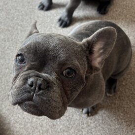French Bulldog - Bitches