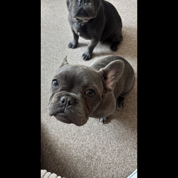 French Bulldog - Bitches