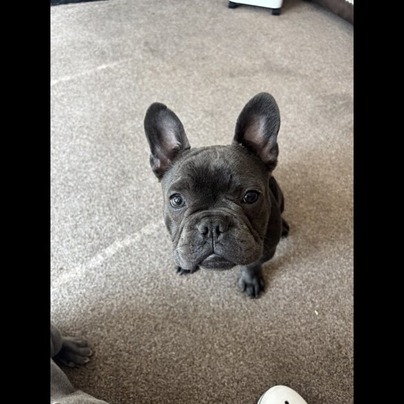 French Bulldog - Bitches