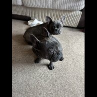 French Bulldog - Bitches