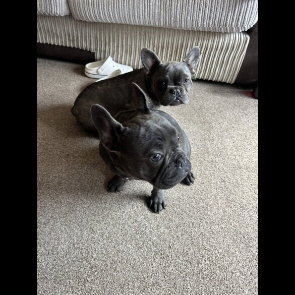French Bulldog - Bitches