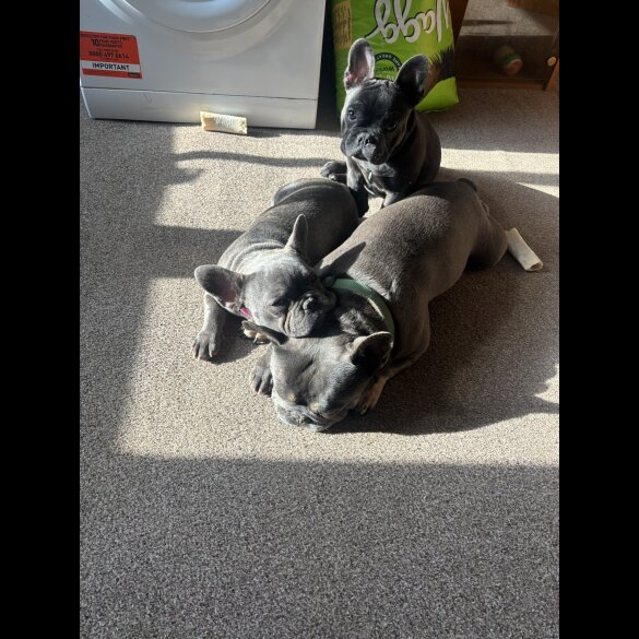 French Bulldog - Bitches