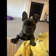 French Bulldog - Bitches