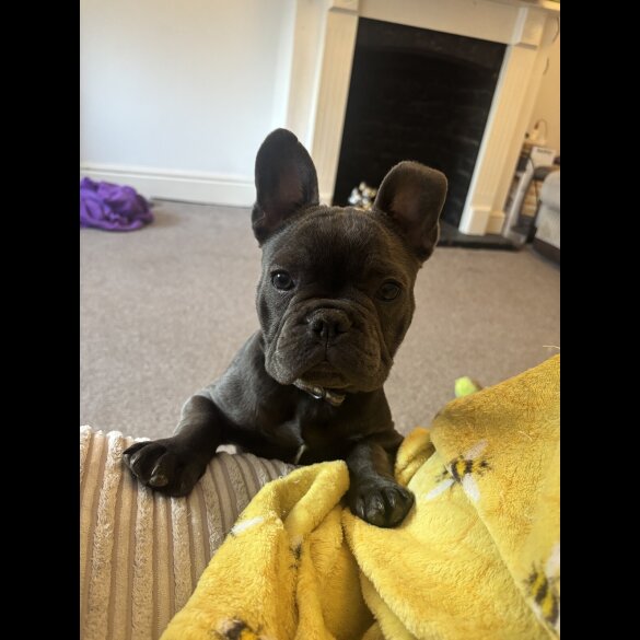 French Bulldog - Bitches