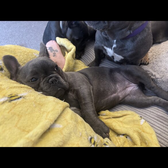 French Bulldog - Bitches