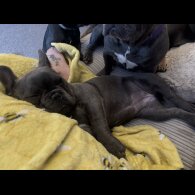 French Bulldog - Bitches