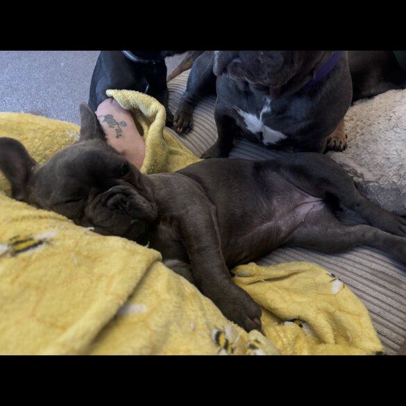French Bulldog - Bitches