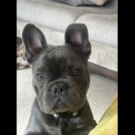 French Bulldog - Bitches