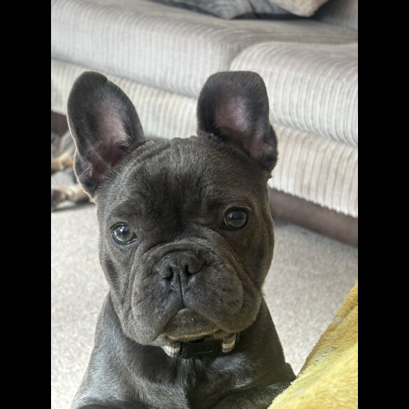 French Bulldog - Bitches