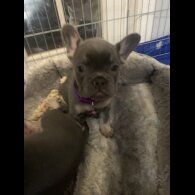 French Bulldog - Bitches