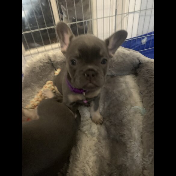 French Bulldog - Bitches