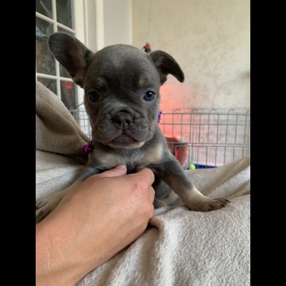 French Bulldog - Bitches