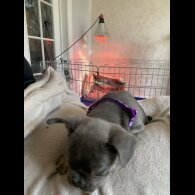 French Bulldog - Bitches