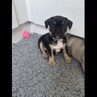 French Bulldog - Bitches