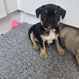 French Bulldog - Bitches