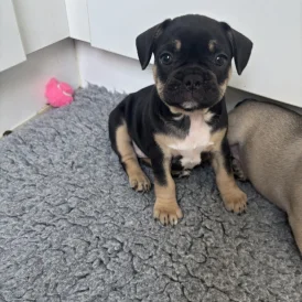 French Bulldog - Bitches