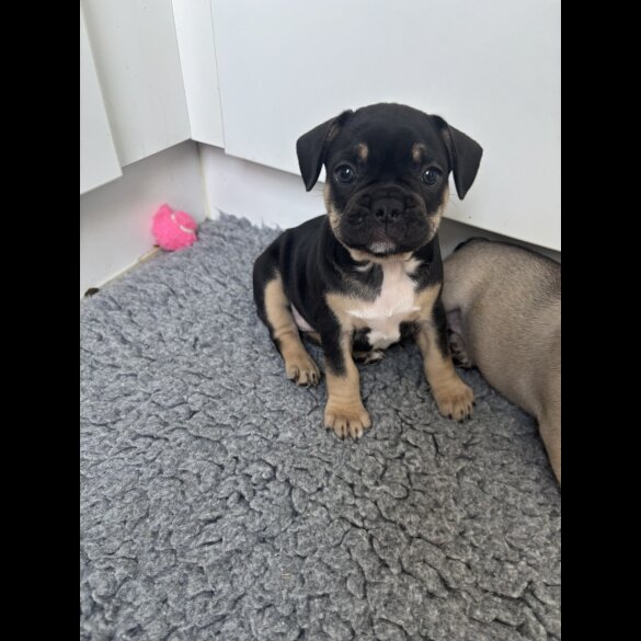 French Bulldog - Bitches