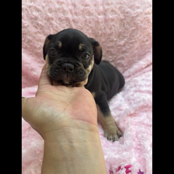 French Bulldog - Bitches