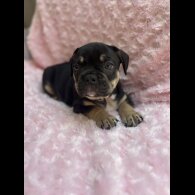 French Bulldog - Bitches