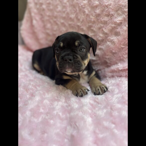 French Bulldog - Bitches