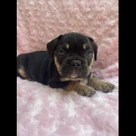 French Bulldog - Bitches