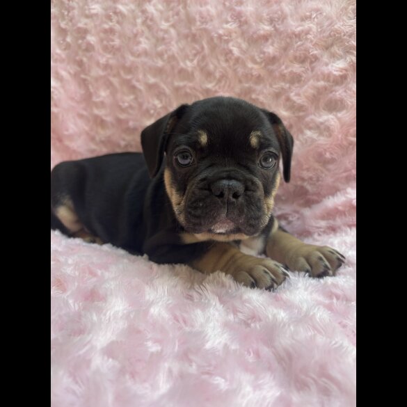 French Bulldog - Bitches