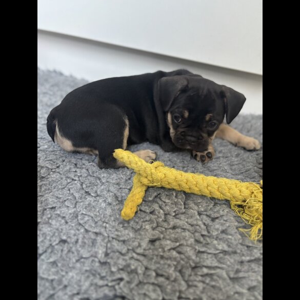 French Bulldog - Bitches