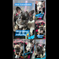 French Bulldog - Bitches