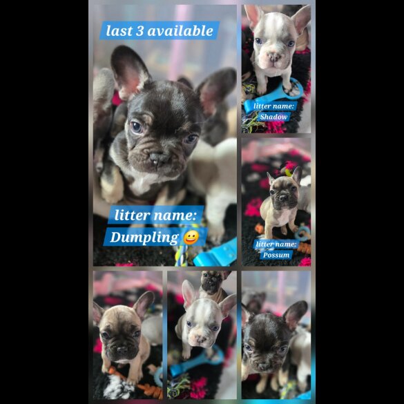 French Bulldog - Bitches